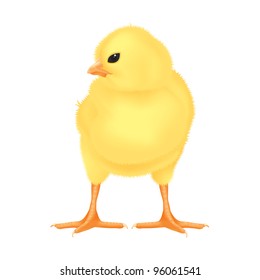 Easter Yellow Chick -?? detailed vector illustration on white background