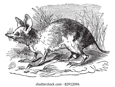 Eastern Barred Bandicoot or Perameles gunni, vintage engraving. Old engraved illustration of Eastern Barred Bandicoot in the meadow. Trousset encyclopedia (1886 - 1891).