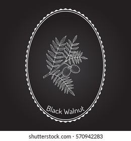 Eastern black walnut (Juglans nigra). Hand drawn botanical vector illustration