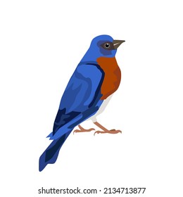 Eastern Blue Bird standing.Isolated vector illustration on a white background.