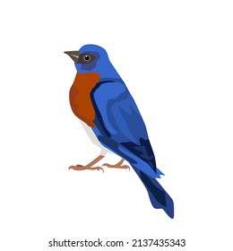 Eastern Blue Bird standing.Isolated vector illustration on a white background.