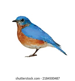 Eastern Bluebird. Blue Bird Vector Illustration. Birds On White Background. Wildlife Bird Picture. Forest Fauna Hand Drawn. Clipart For Logo, Greeting Card And Design.