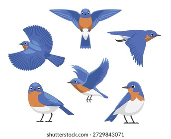 Eastern Bluebird Cute Various Poses Cartoon Vetor Personagem