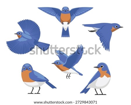 Eastern Bluebird Cute Various Poses Cartoon Vector Character