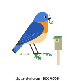 Eastern bluebird eat insect cute vector icon. Freehand cartoon comic flat color style. Wild birds of garden, backyard. Wildlife animal isolated. Bird watch, food design element background illustration