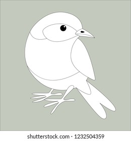 eastern bluebird, lining draw , front view