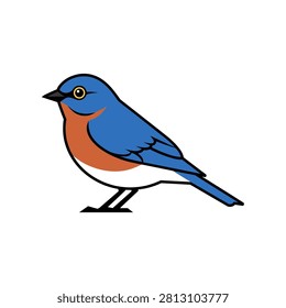 Eastern bluebird perching vector illustration with bluebird wildlife feathers perching songbird ornithology