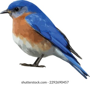 Eastern Bluebird (Sialia sialis) Isolated Bird