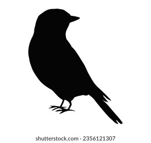 Eastern bluebird ,vector illustration , black silhouette.