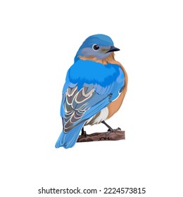 Eastern bluebird vector illustration design concept