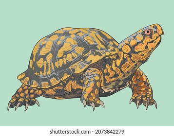 Eastern box turtle drawing, beautiful, art.illustration, vector