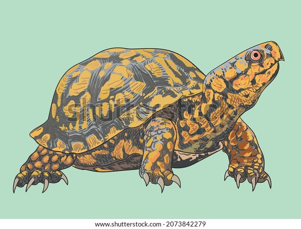 Eastern box turtle drawing, beautiful,\
art.illustration,\
vector