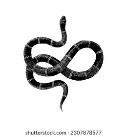 vector de dibujo de la mano de la serpiente de coral oriental aislado en fondo blanco.