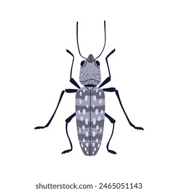 Eastern eyed click beetle. Long bug with spots, antenna and legs, top view. Insect clipart, icon. Forest fauna species. Flat graphic vector illustration isolated on white background