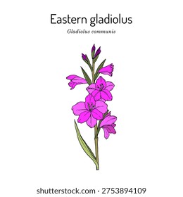 Eastern gladiolus, or common corn-flag (Gladiolus communis), ornamental and medicinal plant. Hand drawn botanical vector illustration