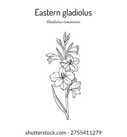 Eastern gladiolus, or common corn-flag (Gladiolus communis), ornamental and medicinal plant. Hand drawn botanical vector illustration