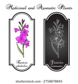 Eastern gladiolus, or common corn-flag (Gladiolus communis), ornamental and medicinal plant. Hand drawn botanical vector illustration