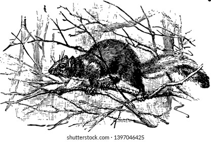 Eastern Gray Squirrel is a tree squirrel native to eastern United States vintage line drawing or engraving illustration.