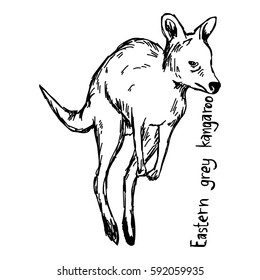 Eastern grey kangaroo - vector illustration sketch hand drawn with black lines, isolated on white background