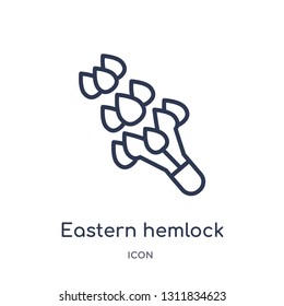 eastern hemlock tree icon from nature outline collection. Thin line eastern hemlock tree icon isolated on white background.
