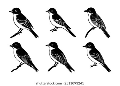 Eastern Kingbird silhouette Vector illustration   