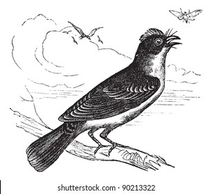 Eastern Kingbird or Tyrannus tyrannus, vintage engraved illustration. Trousset encyclopedia (1886 - 1891).
