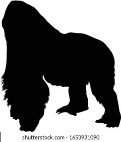 Eastern Lowland Gorilla (Gorilla Berengei Graueri) Silhouette Vector Found In Map Of Africa	
