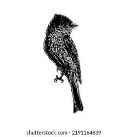 Eastern Phoebe bird hand drawing vector illustration isolated on white background