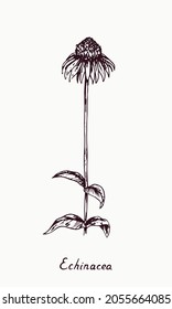 Eastern purple coneflower (Echinacea purpurea) flower stem with bud and leaves, doodle drawing with inscription, vintage style