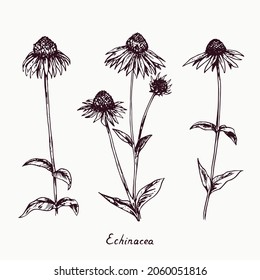 Eastern purple coneflower (Echinacea purpurea) flowers collection stems with bud and leaves, doodle drawing with inscription, vintage style