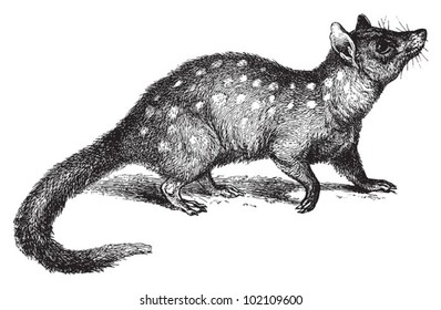 Eastern Quoll (Dasyurus viverrinus) / vintage illustration from Brockhaus Konversations-Lexikon 1908