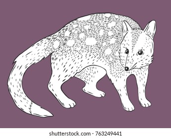 Eastern quoll engraving
