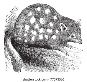 Eastern Quoll or Eastern Native Cat or Dasyurus viverrinus, vintage engraving. Old engraved illustration of an Eastern Quoll. Trousset Encyclopedia