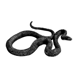 Eastern Rat Snake Hand Drawing Vector Illustration Isolated On White Background