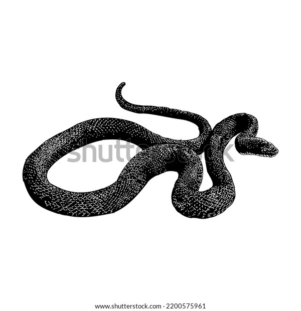 Eastern Rat Snake Hand Drawing Vector Stock Vector (Royalty Free ...