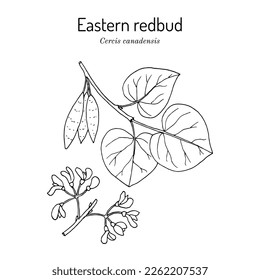 Eastern redbud (Cercis canadensis), edible and ornamental plant, the official state tree of Oklahoma. Hand drawn botanical vector illustration