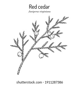 Eastern redcedar or Virginian juniper (Juniperus virginiana), state tree of Tennessee. Hand drawn botanical vector illustration
