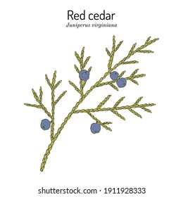 Eastern redcedar or Virginian juniper (Juniperus virginiana), state tree of Tennessee. Hand drawn botanical vector illustration