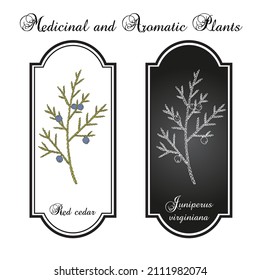Redcedar oriental o enebro virgen (Juniperus virginiana), árbol estatal de Tennessee. Ilustración de vector botánico dibujada a mano