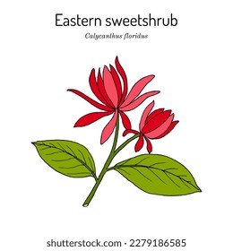 Eastern sweetshrub, or spice bush (Calycanthus floridus), edible and medicinal plant. Hand drawn botanical vector illustration