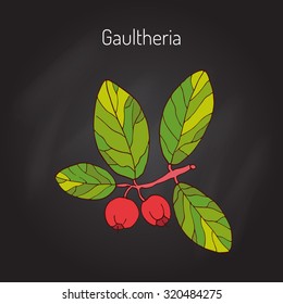 Eastern teaberry (or checkerberry, or boxberry, or American wintergreen) - gaultheria procumbens - aromatic plant, vector illustration