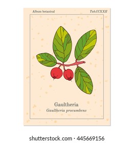 Eastern teaberry (or checkerberry, or boxberry, or American wintergreen) - gaultheria procumbens - aromatic plant, vector illustration