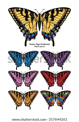 Eastern Tiger Swallowtail Buttefly Vector