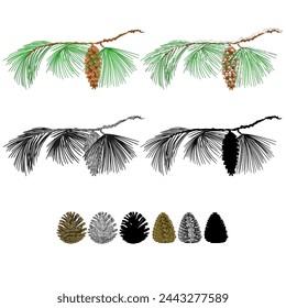 Eastern White pine branch with snow and pine cones and  as vintage engraving and silhouette set four vector illustration editable hand drawn