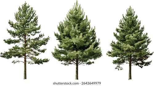 Eastern white pine, Pinus strobus tree, northern white pine, soft pine, Weymouth pine, isolated tree, vector illustration, evergreen forest, timber wood, natural landscape.