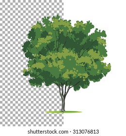 Eastern-redbud tree. Isolated vector tree on white background.