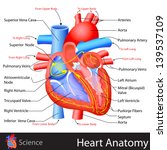 easy to edit vector illustration of anatomy of heart