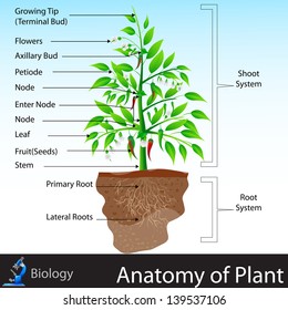 easy to edit vector illustration of anatomy of plant