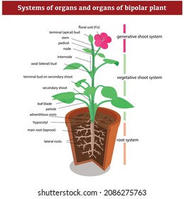 easy to edit vector illustration of anatomy of plant