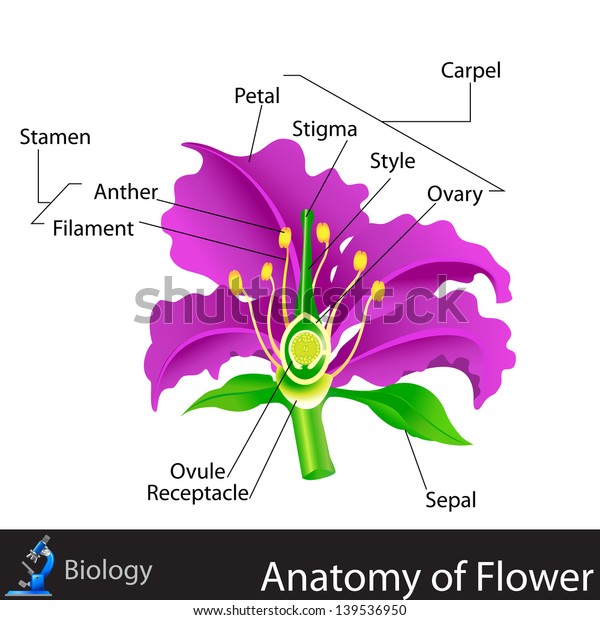 Easy Edit Vector Illustration Anatomy Flower Stock Vector (Royalty Free ...